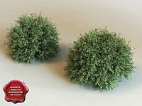 3d model of shrub Ilex Crenata