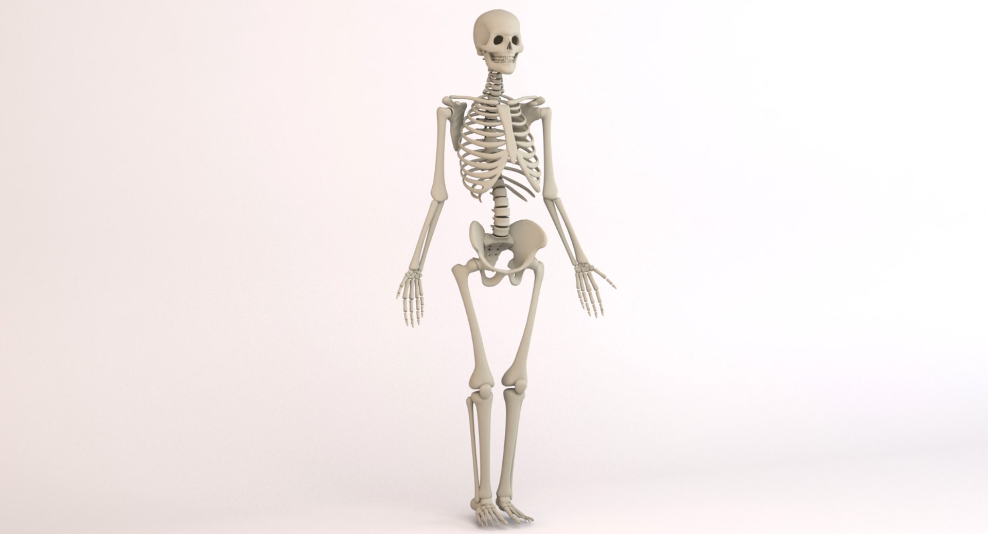 3d Human Skeleton Model - Turbosquid 1418699