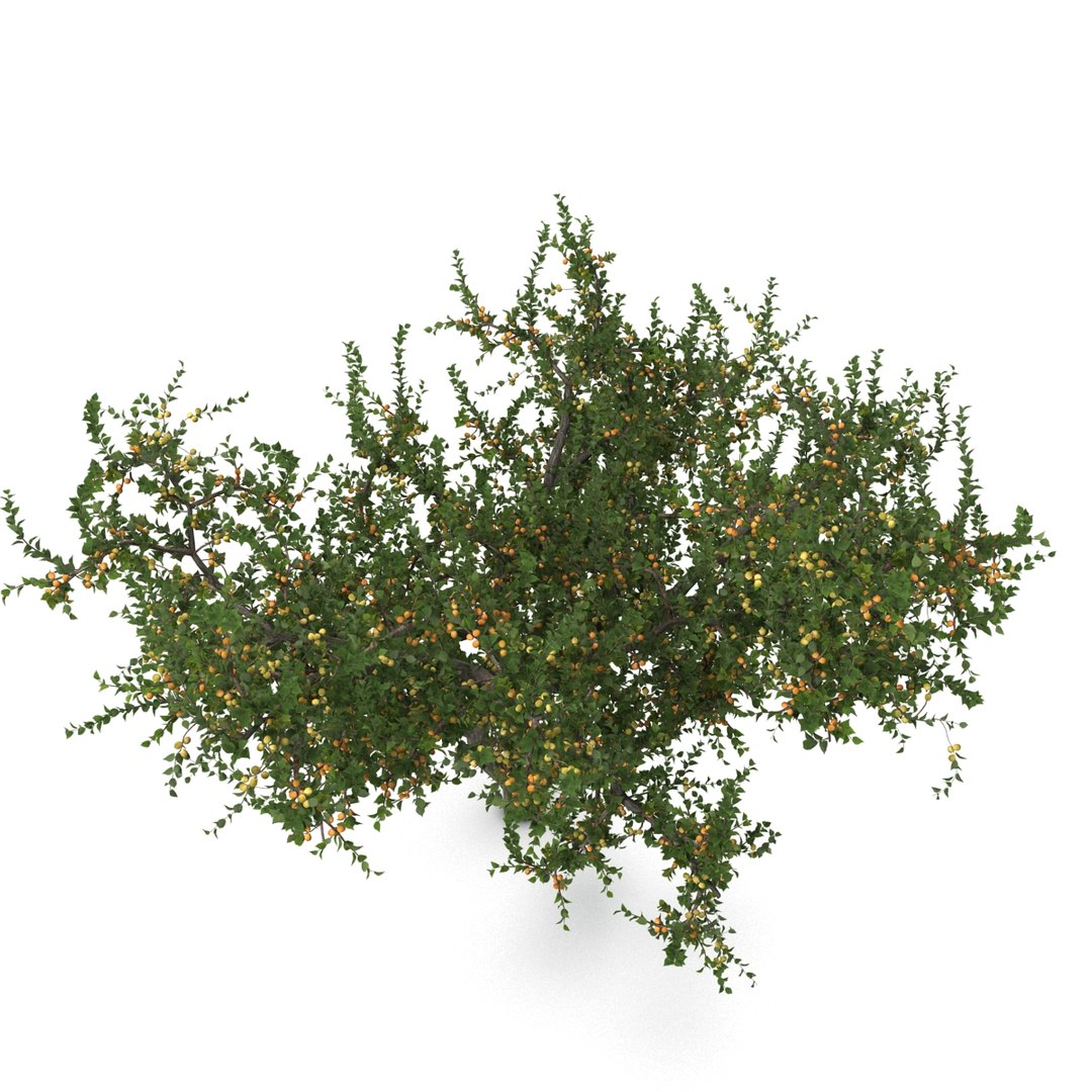 Max Apricot Tree