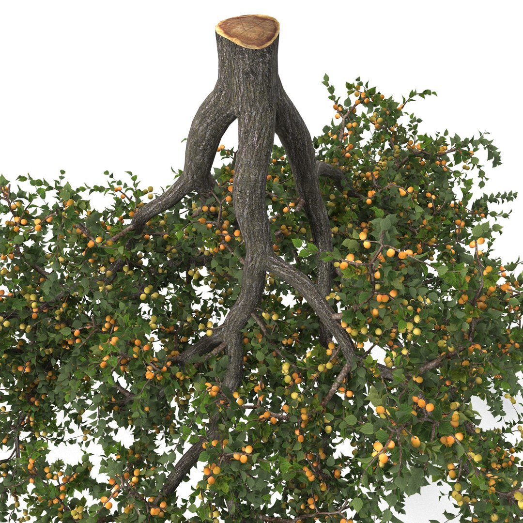 Max Apricot Tree