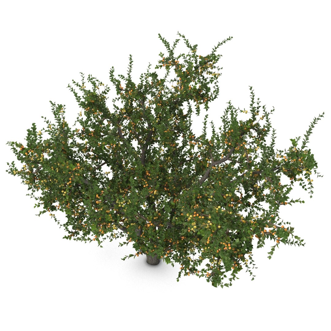 Max Apricot Tree