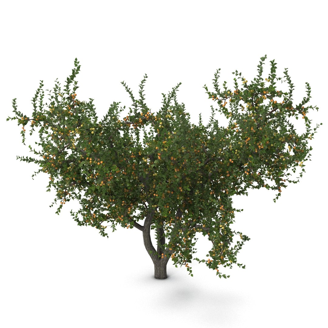 Max Apricot Tree