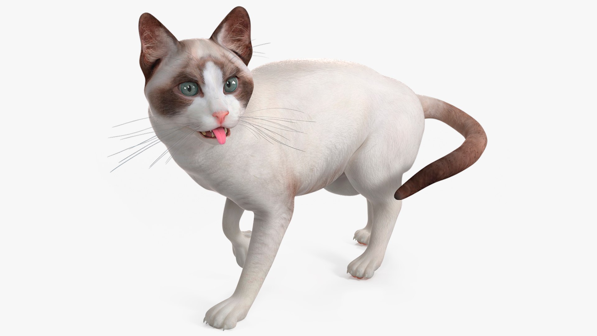 Ragdoll Cat Rigged for Maya 3D model preview