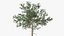 3D Pinus Taeda Tree model