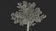 3D Pinus Taeda Tree model