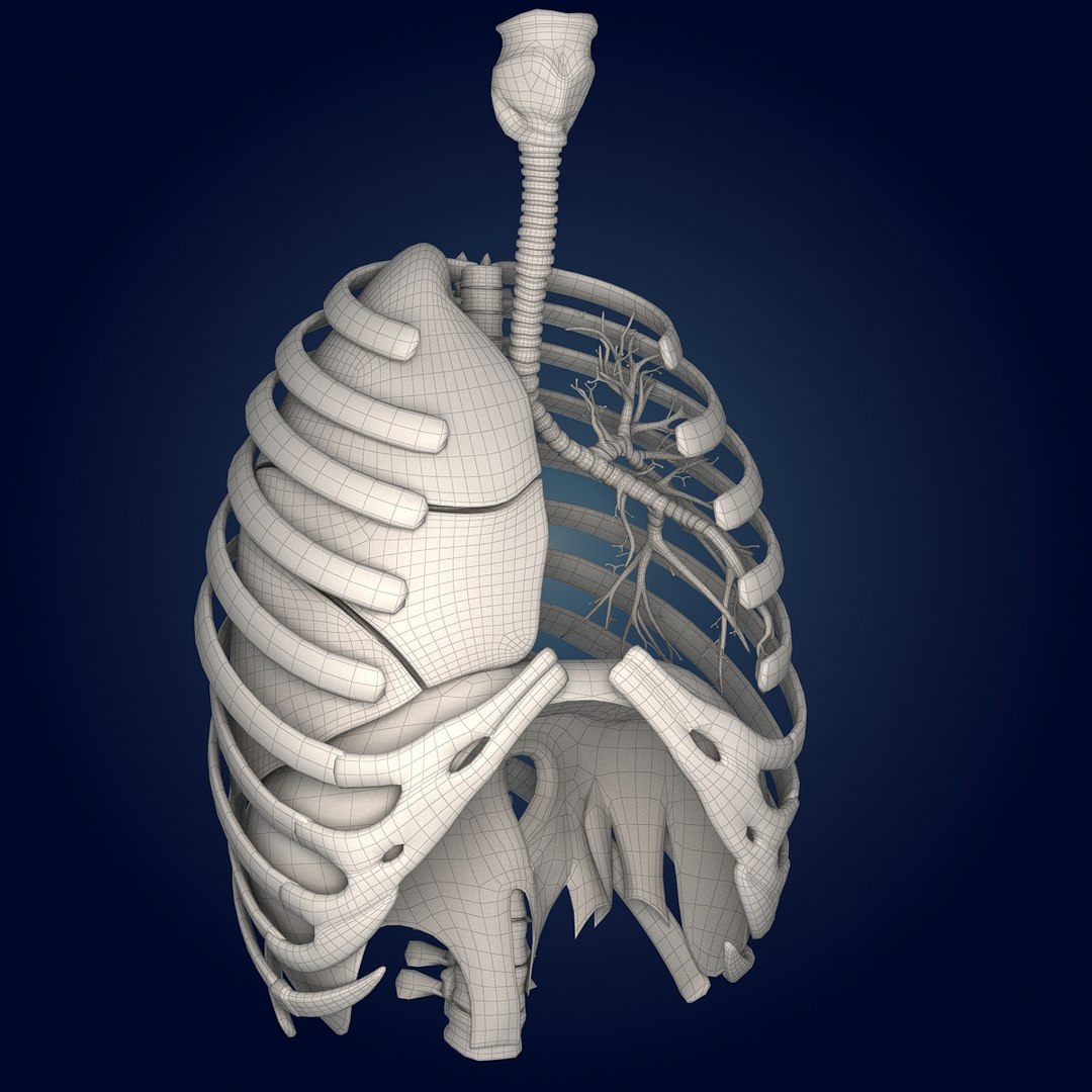 human lungs animals max https://p.turbosquid.com/ts-thumb/DS/RBpT0X/4ivZkBND/wire_3/jpg/1293630490/1920x1080/fit_q87/ccfcfea0b36355d504d1428371f12bdb1ad2face/wire_3.jpg