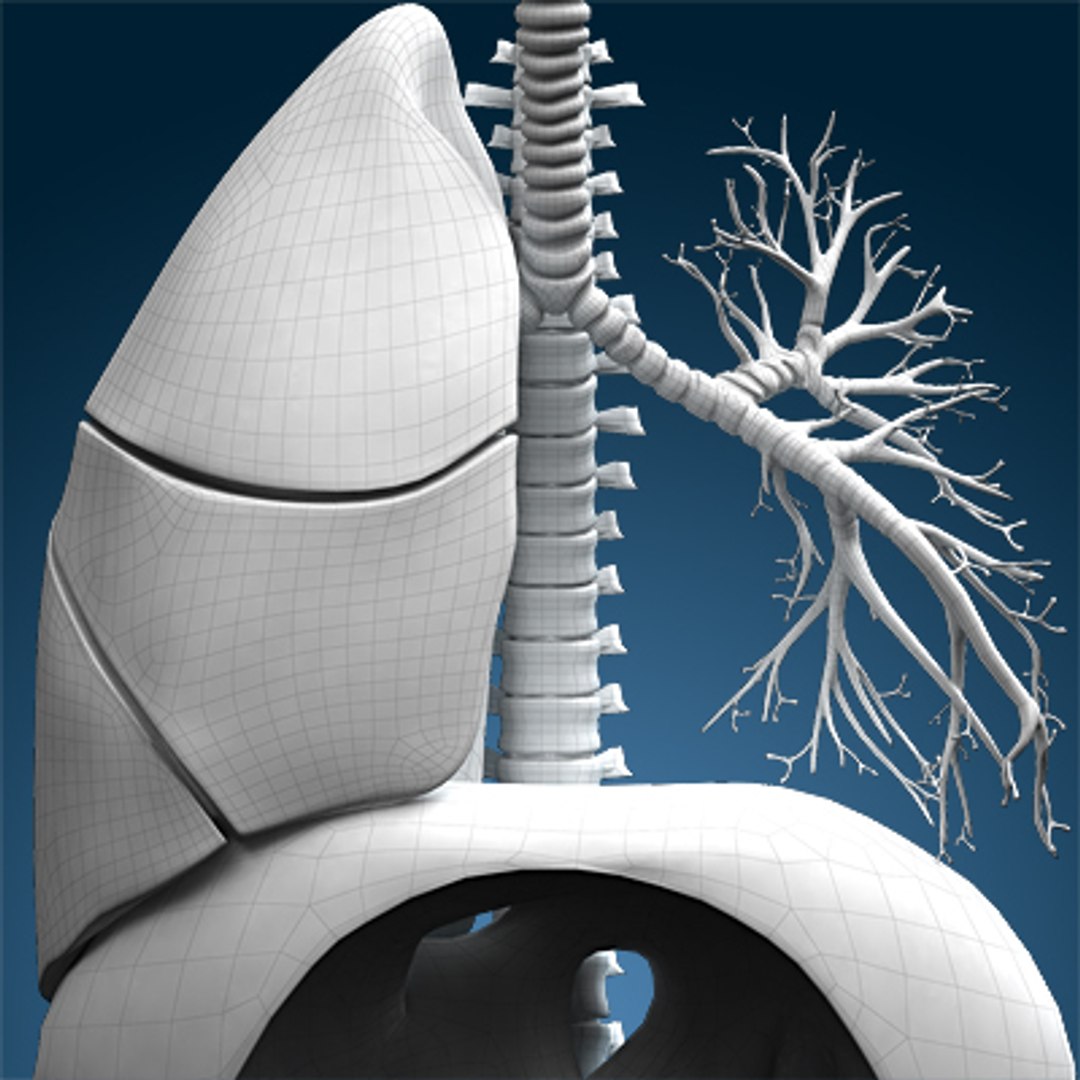 human lungs animals max https://p.turbosquid.com/ts-thumb/DS/RBpT0X/6Al1b6KR/wire040000/jpg/1261042882/1920x1080/fit_q87/825c24d79fe6bbf8874f546559960b8135c64e77/wire040000.jpg