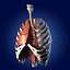 Lungs ANIMATED by 3DRivers