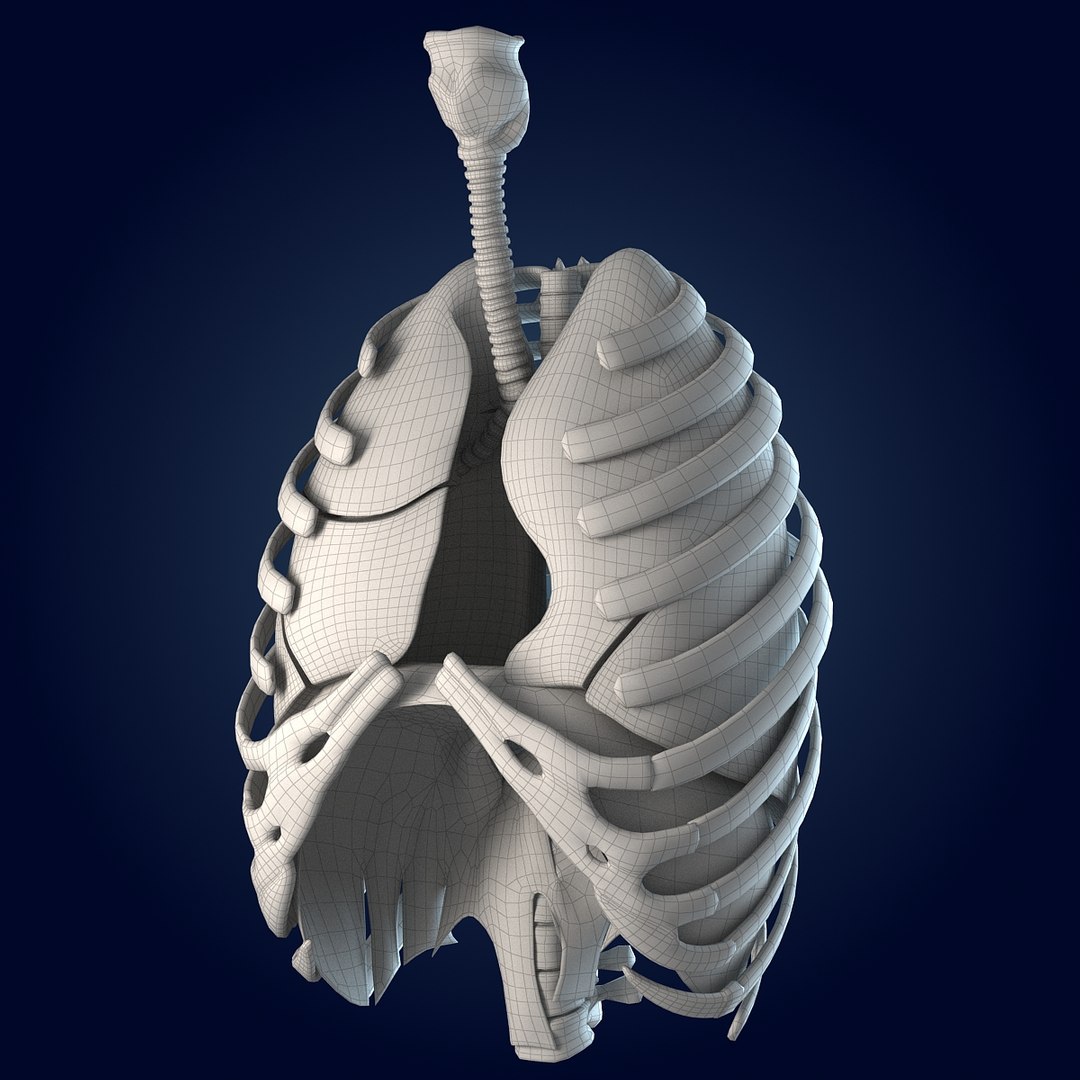 human lungs animals max https://p.turbosquid.com/ts-thumb/DS/RBpT0X/7iNLy92z/wire_1/jpg/1293630118/1920x1080/fit_q87/ae56ef4fc59f83bb4c4b1b24dd2068db67568257/wire_1.jpg