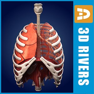 Lungs ANIMATED by 3DRivers