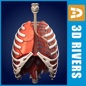 Lungs ANIMATED by 3DRivers