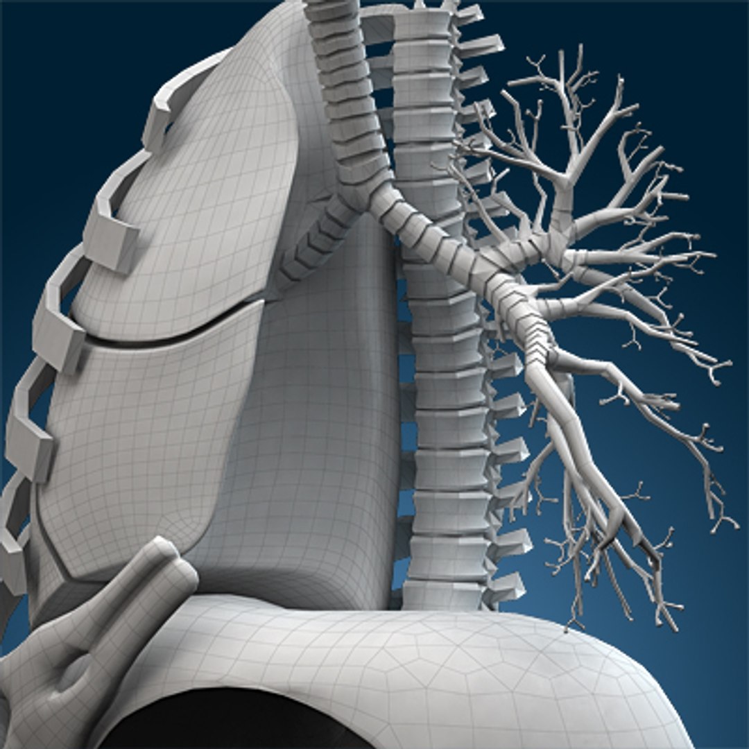 human lungs animals max https://p.turbosquid.com/ts-thumb/DS/RBpT0X/IhtxPcPp/wire080000/jpg/1261042899/1920x1080/fit_q87/9a82fcb8e44b6d8feb6e178a1d2e5d98c8033b83/wire080000.jpg
