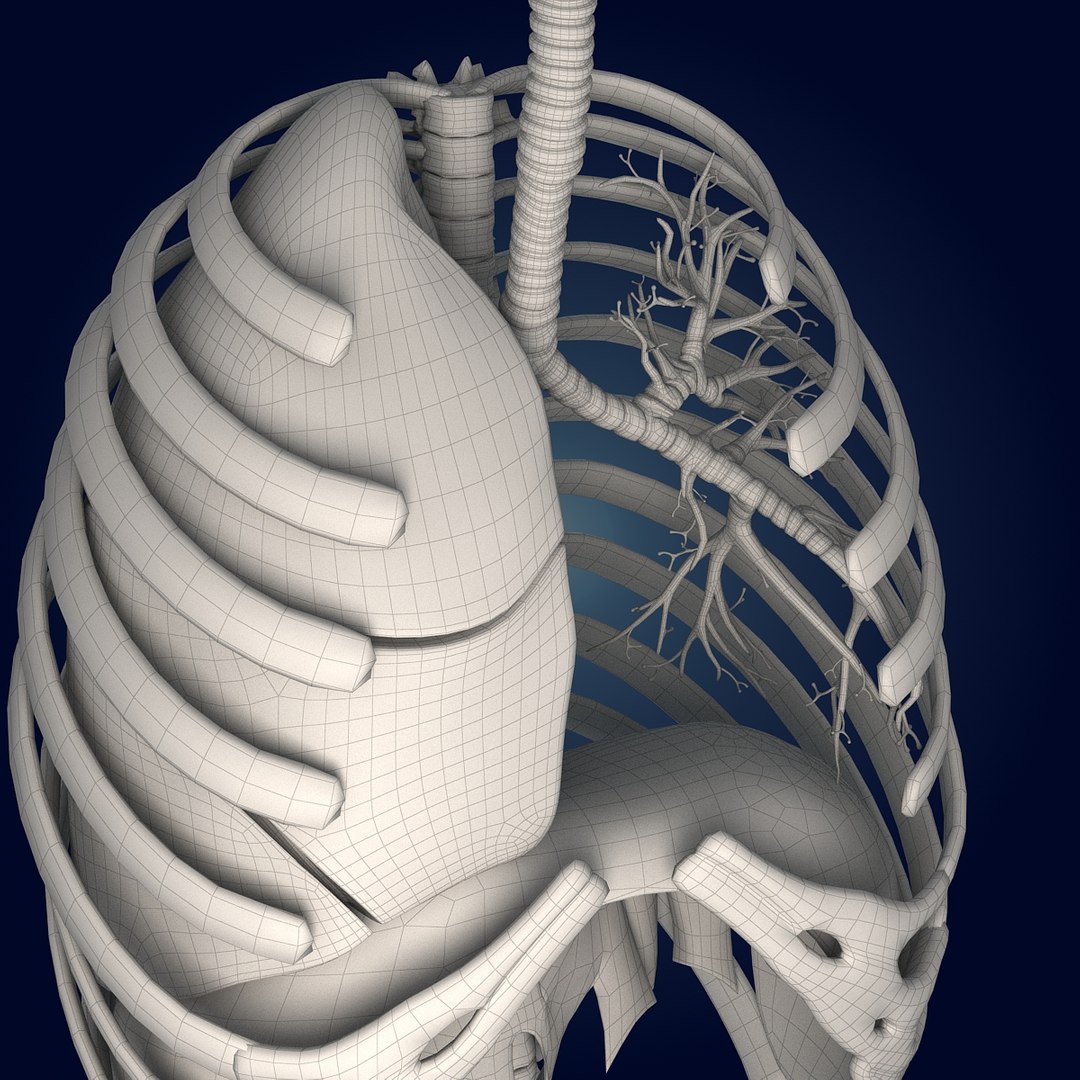 human lungs animals max https://p.turbosquid.com/ts-thumb/DS/RBpT0X/KN5x3OKy/wire_2/jpg/1293630118/1920x1080/fit_q87/68463017dc40870fd12601afffc62316ea630a2d/wire_2.jpg