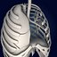 Lungs ANIMATED by 3DRivers