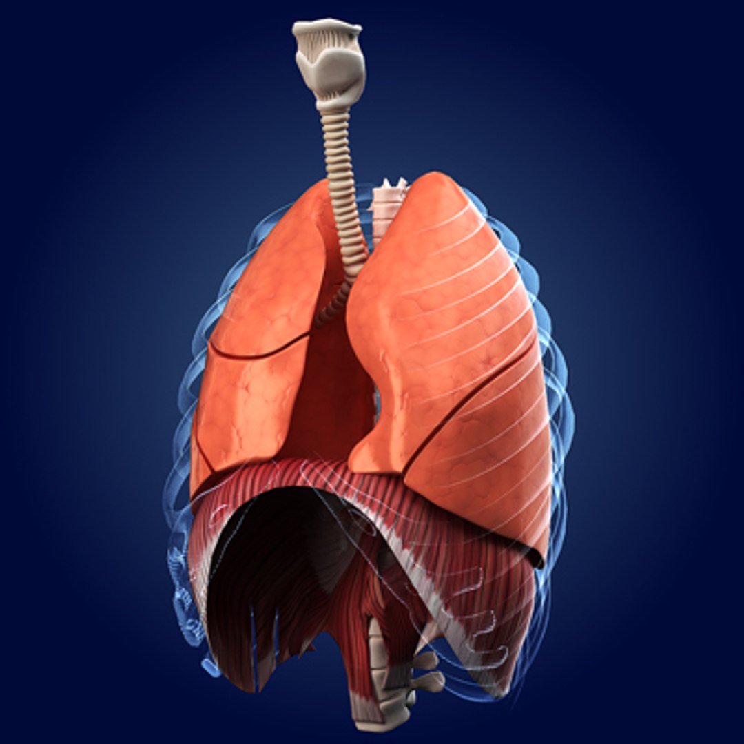 human lungs animals max https://p.turbosquid.com/ts-thumb/DS/RBpT0X/PM28Apm4/10000/jpg/1261037807/1920x1080/fit_q87/0e4c80c0203d1c5da967f2a726bc00d4efd4c60a/10000.jpg