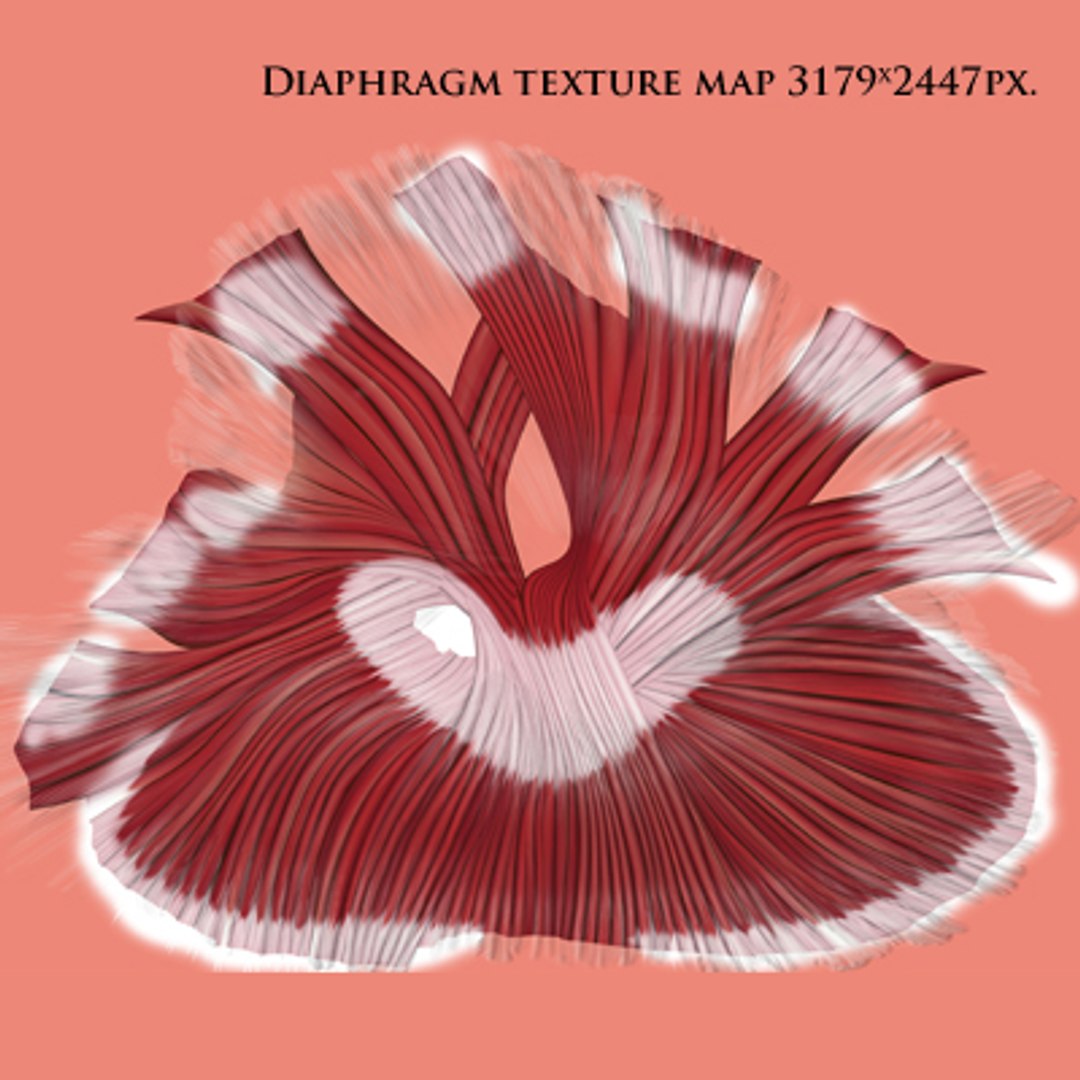 human lungs animals max https://p.turbosquid.com/ts-thumb/DS/RBpT0X/WRS7VYQP/111_2/jpg/1261052226/1920x1080/fit_q87/b737af23f7f3e46a253aa0b16d962b382ac1c151/111_2.jpg