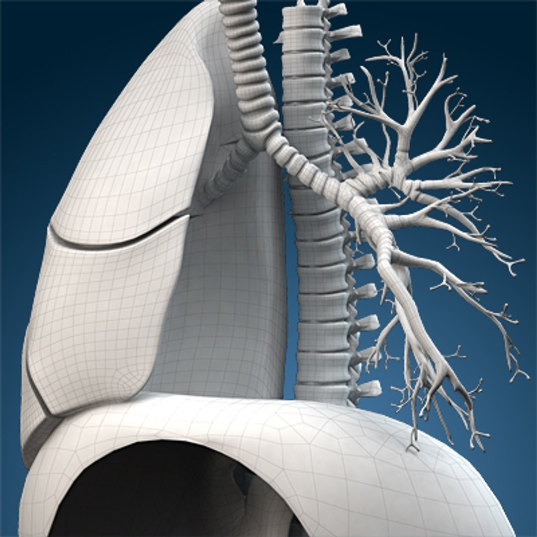 human lungs animals max https://p.turbosquid.com/ts-thumb/DS/RBpT0X/bxY3cwEY/wire030000/jpg/1261042878/1920x1080/fit_q87/e8b1197b6840829348202828d69579dee304da77/wire030000.jpg