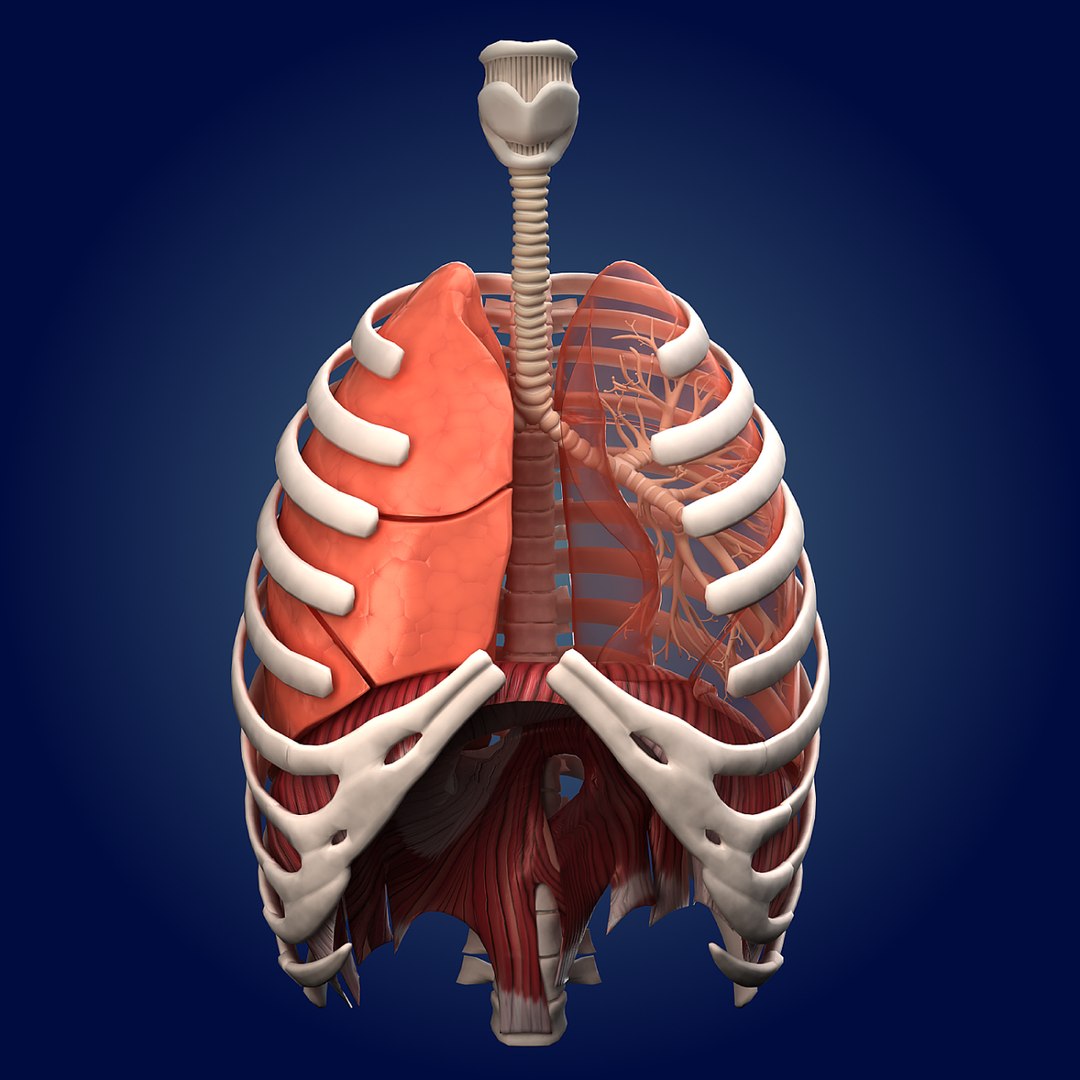 human lungs animals max https://p.turbosquid.com/ts-thumb/DS/RBpT0X/jzfiBcd8/lungs/png/1293628534/1920x1080/fit_q87/f8369e48e39f7e238a13c47deedefa8cfc48abdc/lungs.jpg