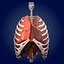 Lungs ANIMATED by 3DRivers