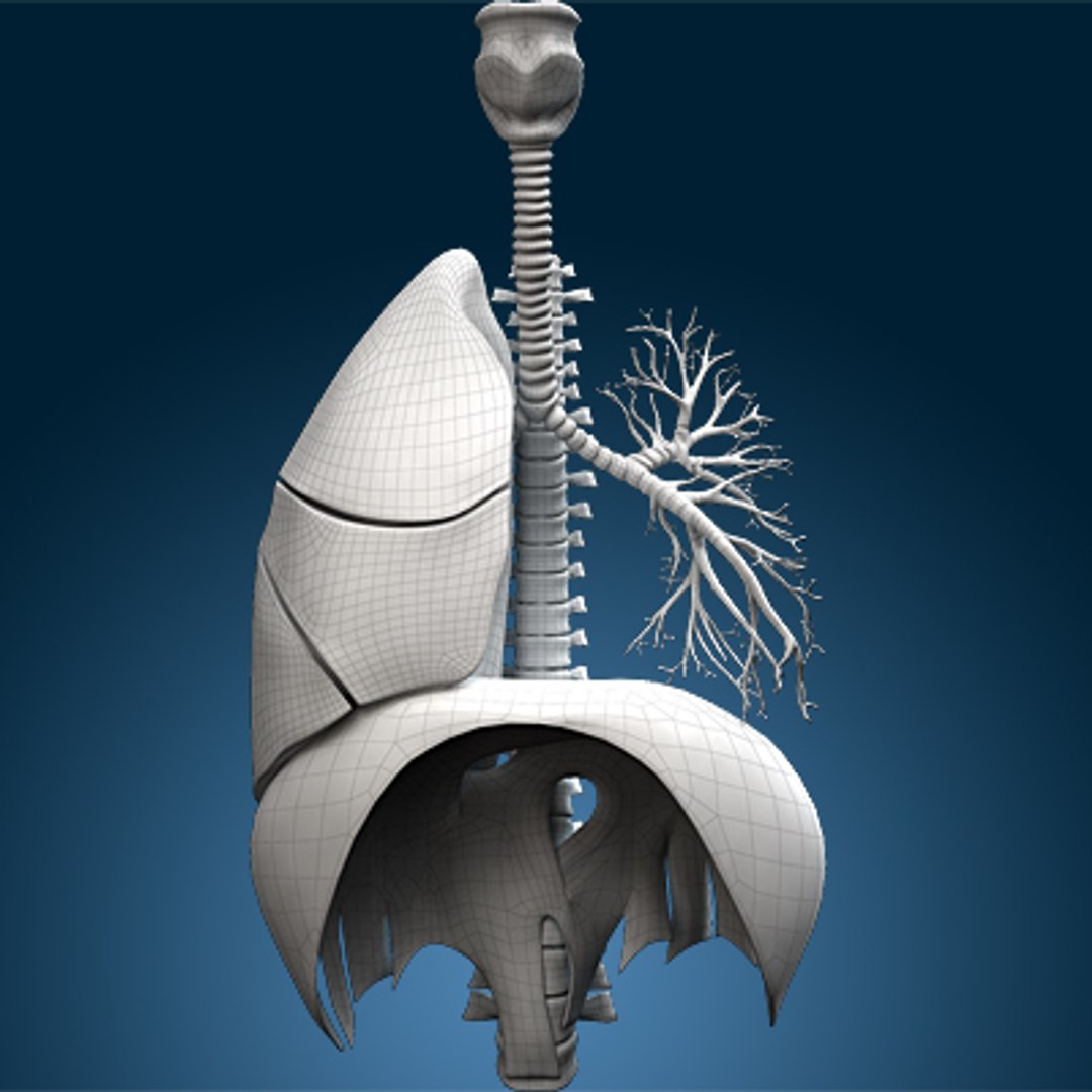 human lungs animals max https://p.turbosquid.com/ts-thumb/DS/RBpT0X/m9WtlxqG/wire060000/jpg/1261042891/1920x1080/fit_q87/16fdf540f1db959d414f0d8700694ec3349fb208/wire060000.jpg