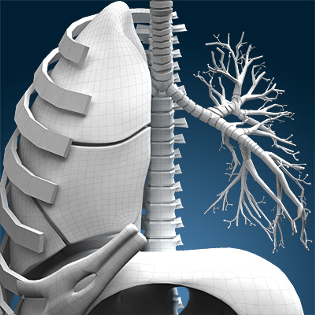 human lungs animals max https://p.turbosquid.com/ts-thumb/DS/RBpT0X/n6wOTR2D/wire110000/jpg/1261042908/1920x1080/fit_q87/7d5ef0f2cb2ab815c7b05da87859fd4076776d8c/wire110000.jpg