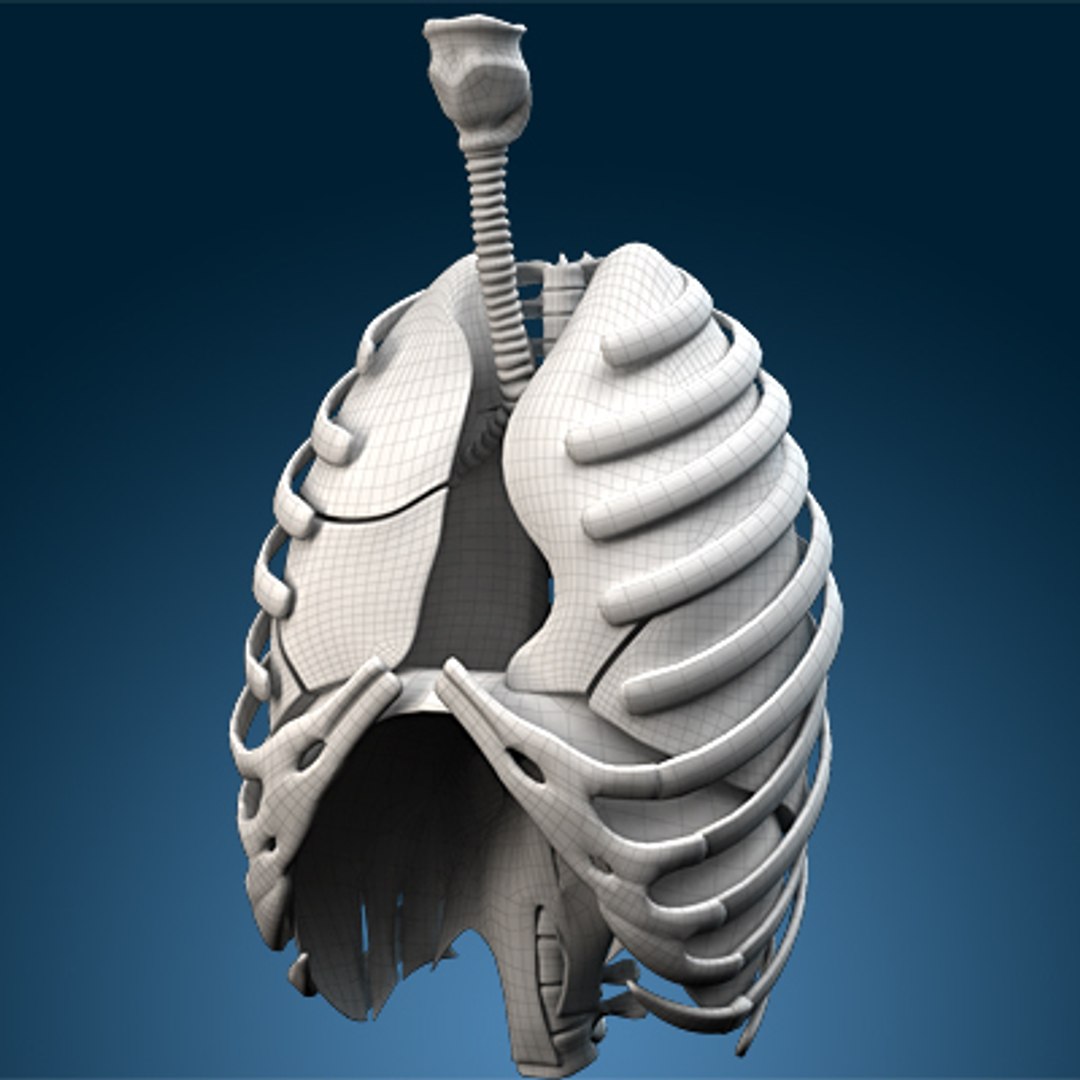 human lungs animals max https://p.turbosquid.com/ts-thumb/DS/RBpT0X/rYmAcJ4g/wire010000/jpg/1261042874/1920x1080/fit_q87/5ca79fcae6ee7bac9f83f0223bed8226666393d1/wire010000.jpg