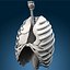 Lungs ANIMATED by 3DRivers