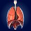 Lungs ANIMATED by 3DRivers