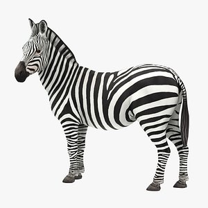 African Wildlife Realistic Zebra 3D model