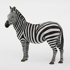 African Wildlife Realistic Zebra 3D model