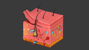 Human Skin Cross section Lowpoly AR VR mobile