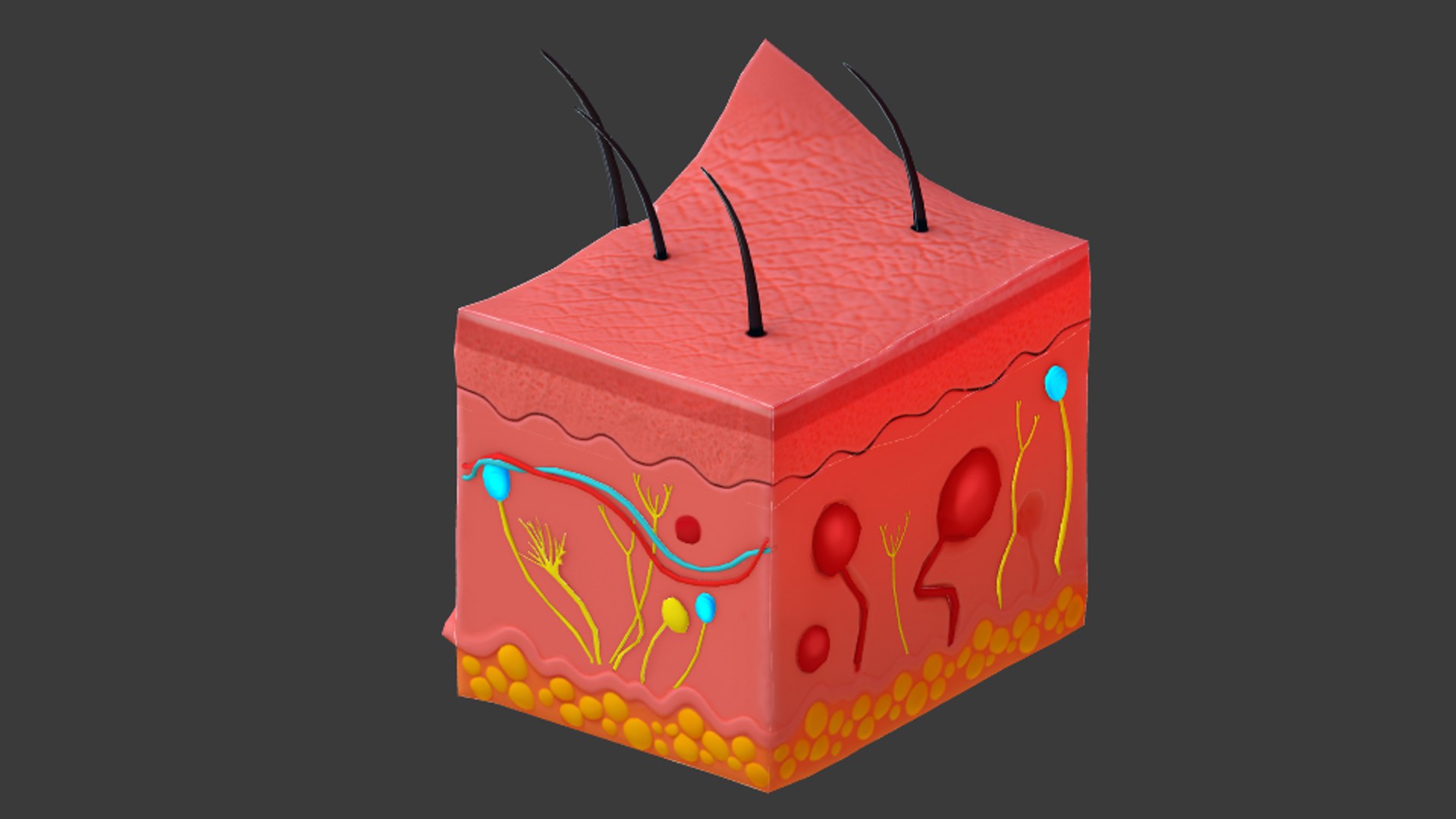 Human Skin Cross Section 3D Model - TurboSquid 1355698