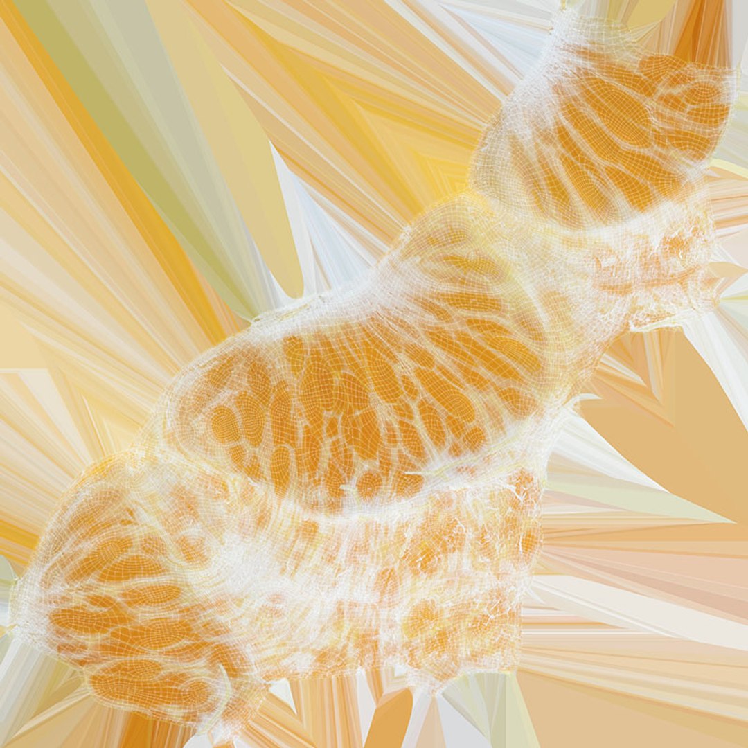 Mandarin Collection 3D model https://p.turbosquid.com/ts-thumb/DS/hdKwPt/xC/mandarinslice_d0004/jpg/1717159382/1920x1080/fit_q87/6dec84552d507b543e5aeaa7d4423b002ea034af/mandarinslice_d0004.jpg