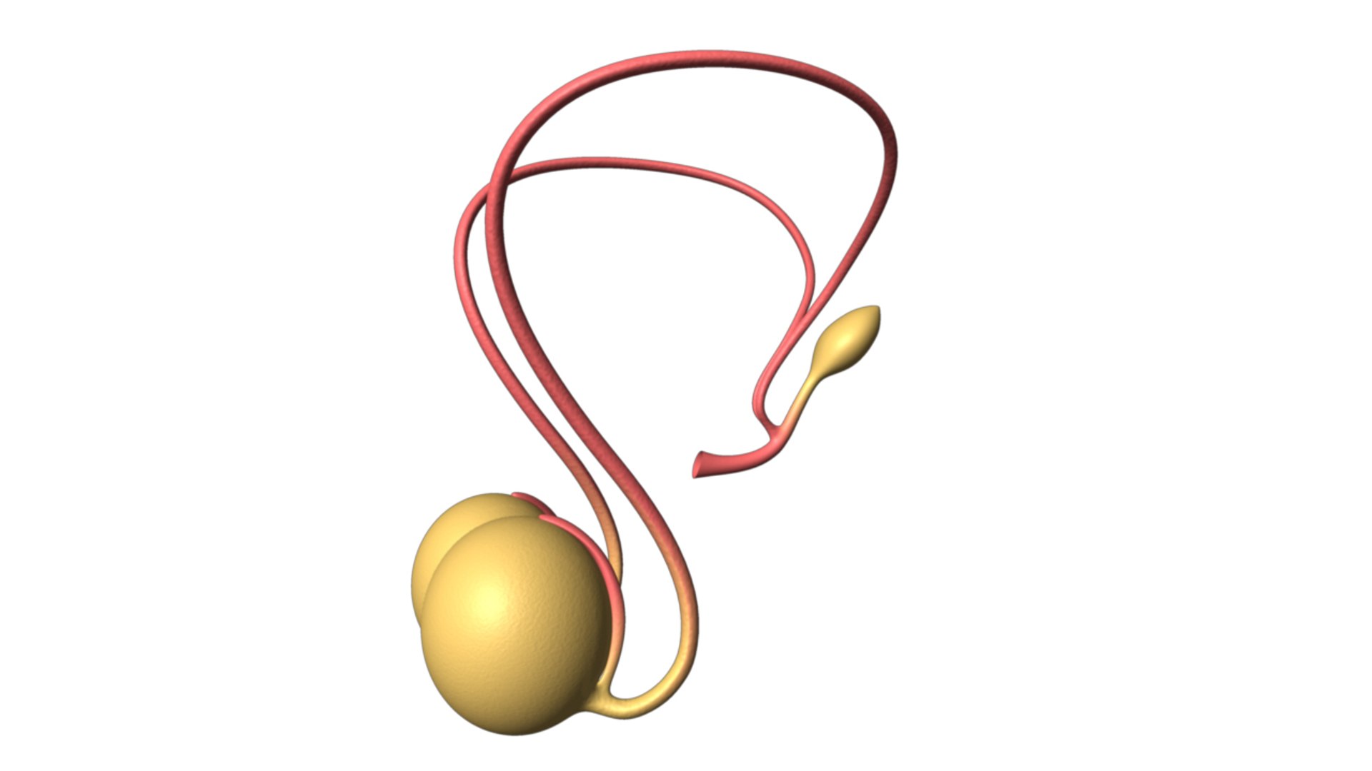 testis male reproductive obj https://p.turbosquid.com/ts-thumb/DS/lrfj9I/cSVVzrAk/testis_03copy/jpg/1336588573/1920x1080/fit_q87/2543705285683f803222552095391812aef49e49/testis_03copy.jpg