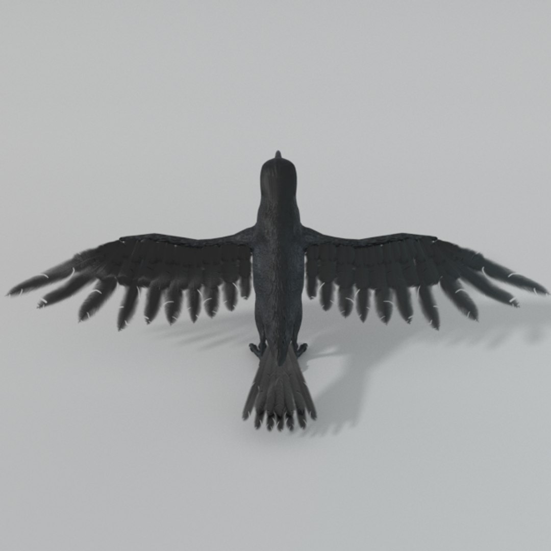 Crow 3D Model - TurboSquid 1316768