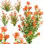 Crossandra Bush Vol 304