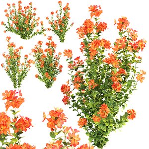 Crossandra Bush Vol 304