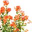 Crossandra Bush Vol 304