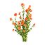 Crossandra Bush Vol 304