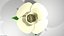 Flower - Gardenia