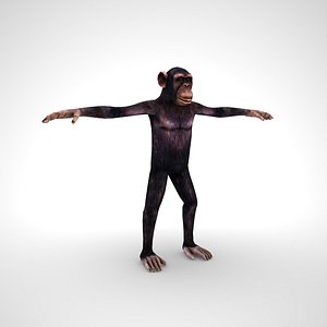 Chimpanzee Low Poly