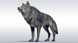 Ralistic Wolf Riggd