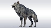 Ralistic Wolf Riggd
