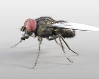 Housefly Rigged