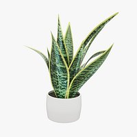 Sansevieria Pot Plant