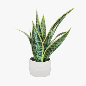 Sansevieria Pot Plant