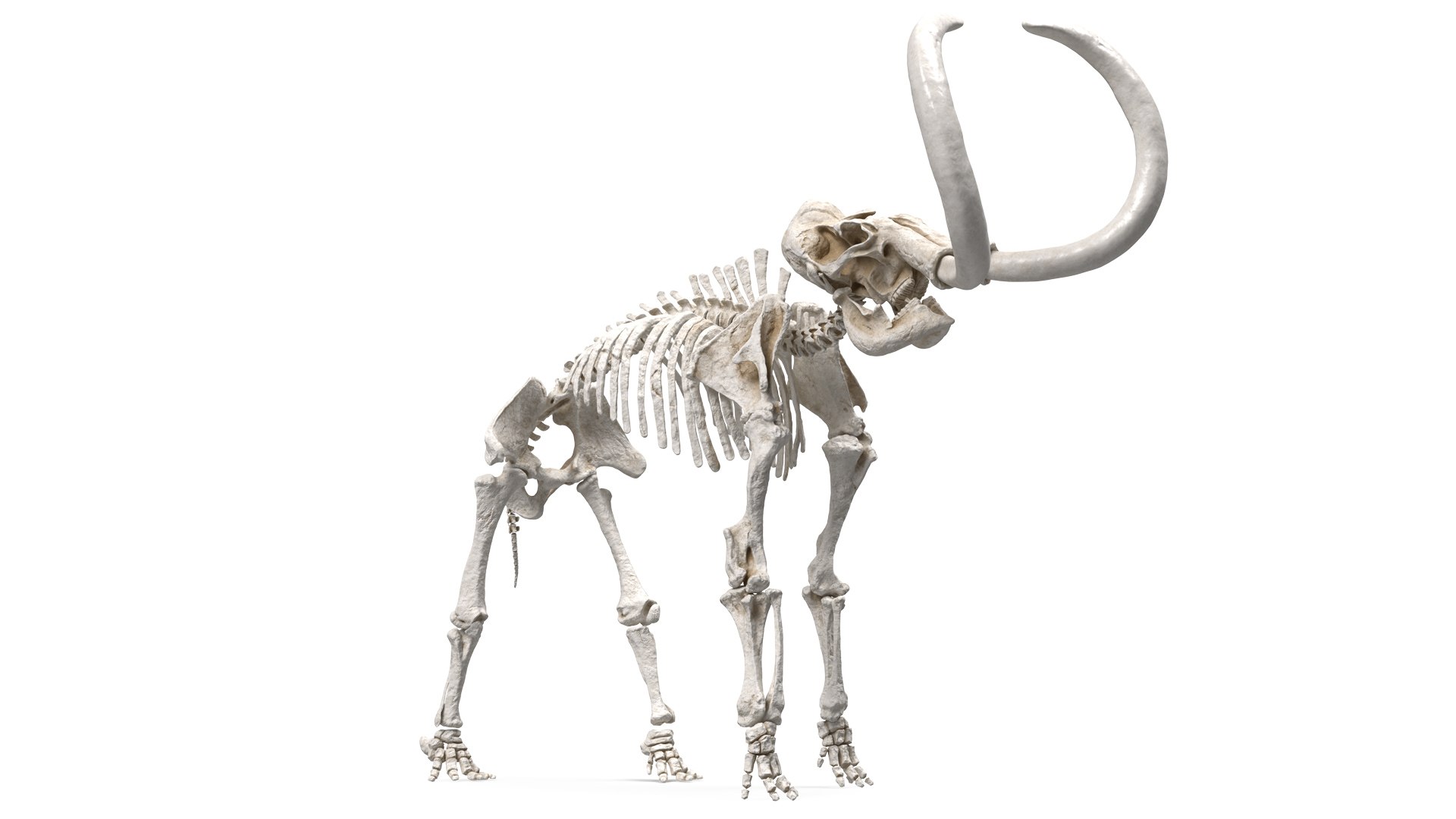 Mammoth Skeleton Clean Bones Standing Pose 3D model preview