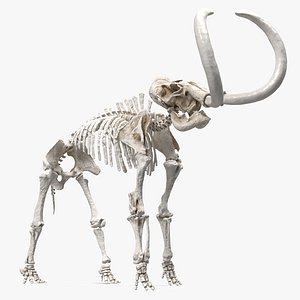 Mammoth Skeleton Clean Bones Standing Pose 3D model
