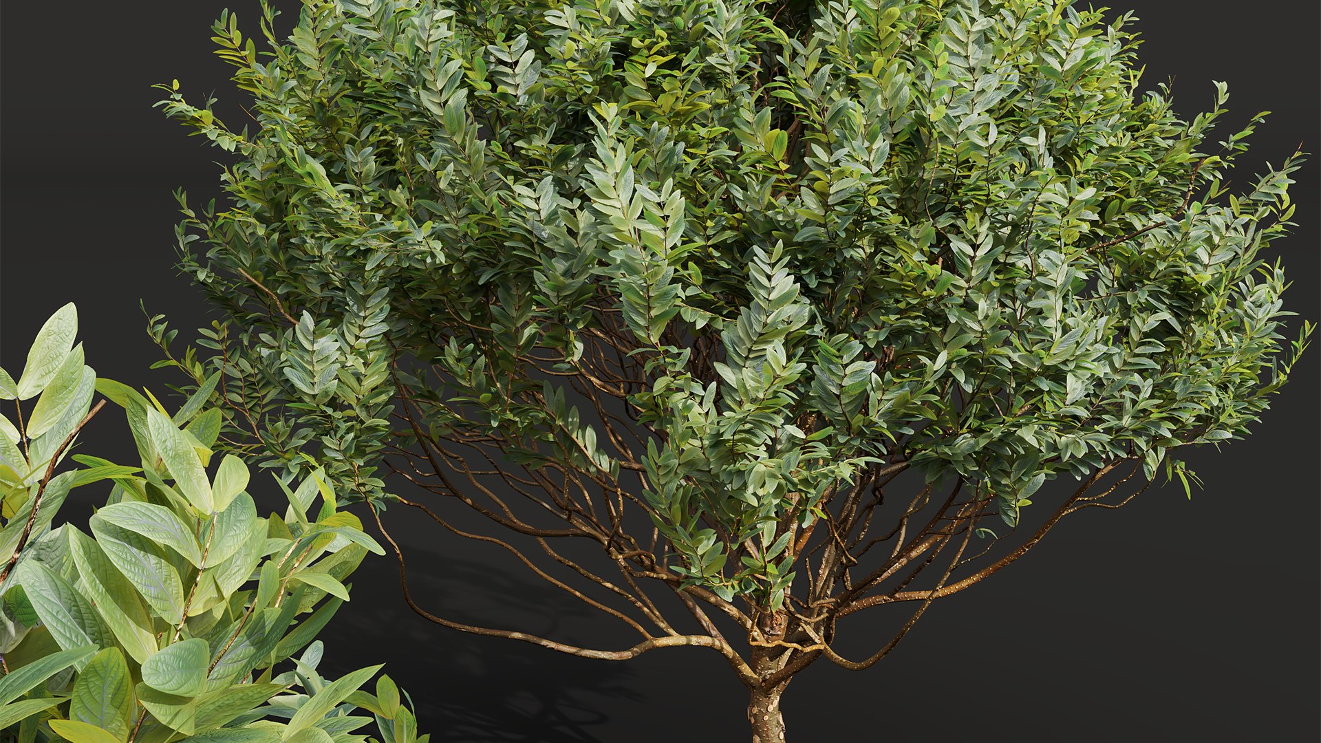 New Plant Cistus Albidus Zistrose 3D - TurboSquid 2184267