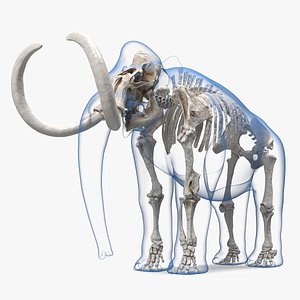 3D Adult Mammoth Clean Skeleton Shell Rigged